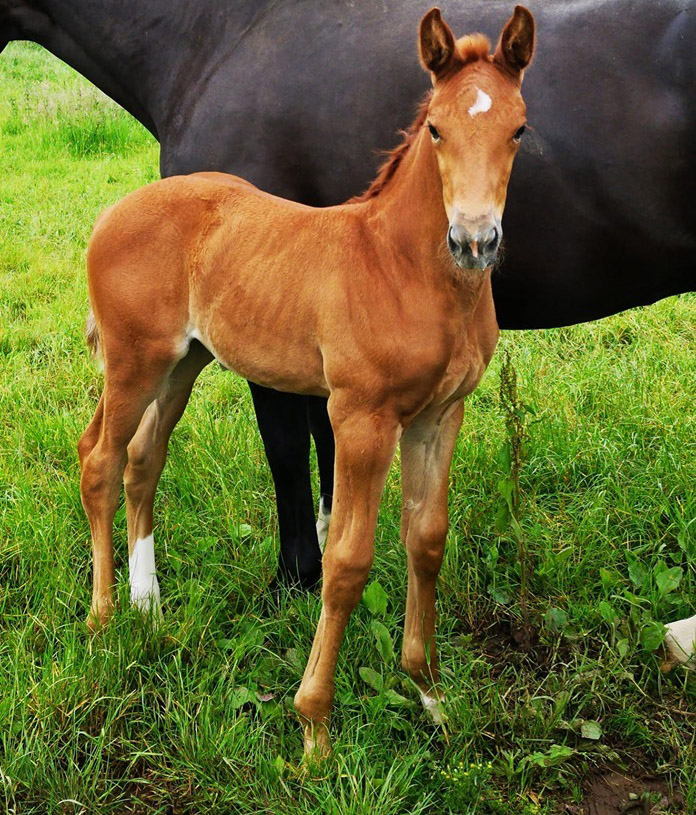 KWPN Foals For Sale